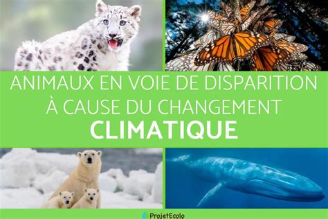 40 Animaux En Voie De Disparition A Cause Du Réchauffement Climatique