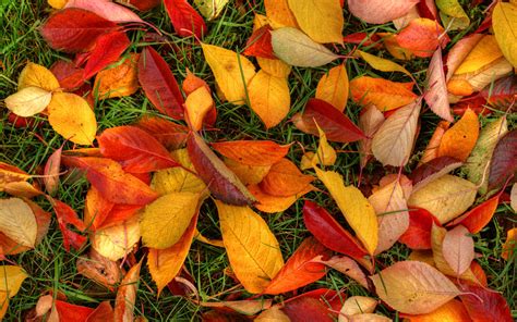 Autumn Leaves On The Ground Wallpapers And Images Wallpapers