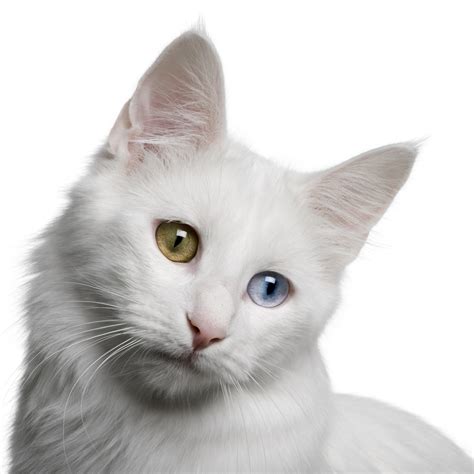 These Are 15 Pictures About Cat Breeds Turkish Angora Pets Lovers
