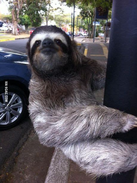 Sloths Like To Meet People At The University Animals Animals