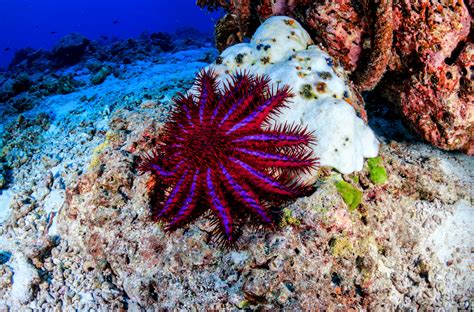 Fish Protect Corals By Feeding On Crown Of Thorns Starfish