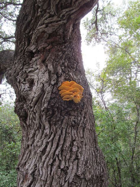 Awesome Fungus Growing On A Grand Old Live Oak Tree Flickr