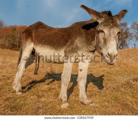 Size Penis Donkey Stock Photo Edit Now