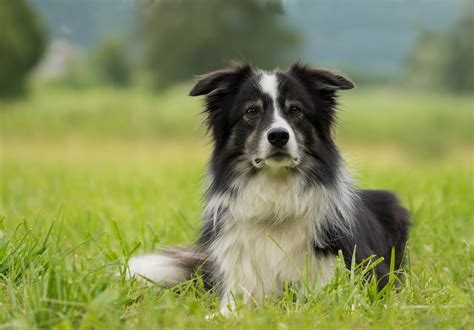 Spotlight On A Working Dog Breed Border Collie Alpha Feeds