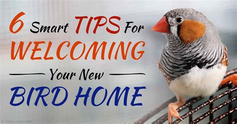 What To Know Before Bringing Pet Birds Home