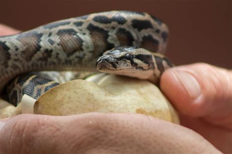 Burmese Python Hatchlings On The Move By Conservancy Of Swfl