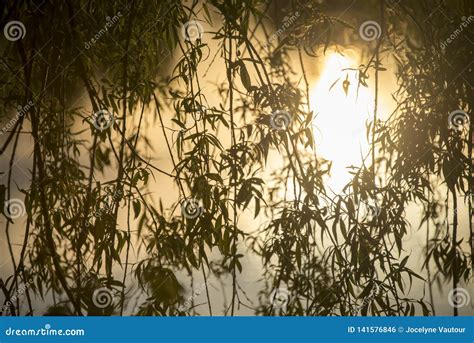 Close Up Of Branches From A Weeping Willow Stock Photo Image Of Hang