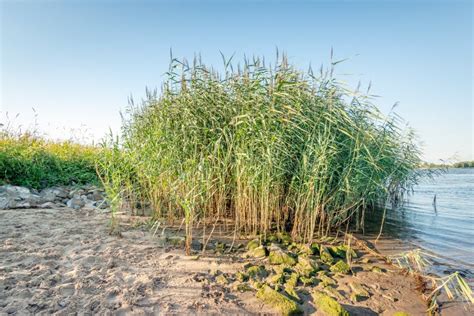 Flowering Reed Plants Grows On River Bank Stock Photo Image Of