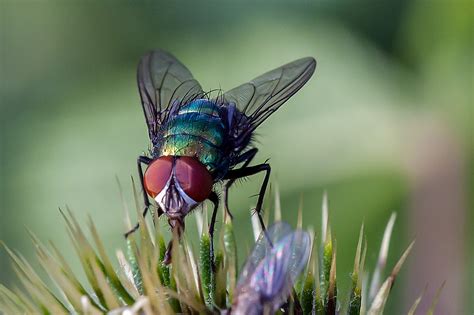 Fliege Foto & Bild | tiere, wildlife, insekten Bilder auf fotocommunity