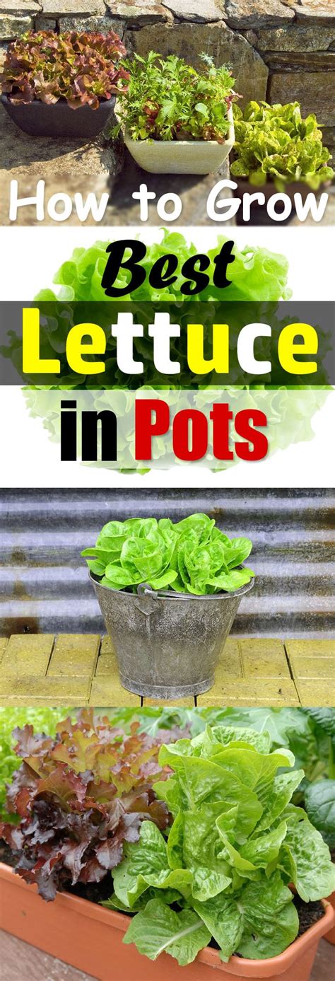 How to grow a container garden. Growing Lettuce In Containers | How To Grow Lettuce In ...