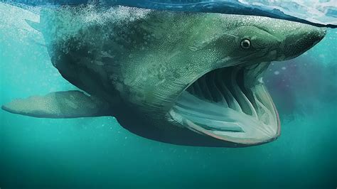 Los 5 Tiburones Mas Grandes Del Mundo Tiburon Más Grande En El Océano