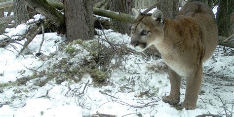 Man Fights Off Cougar In Banff Attack Bow Valley Crag And Canyon
