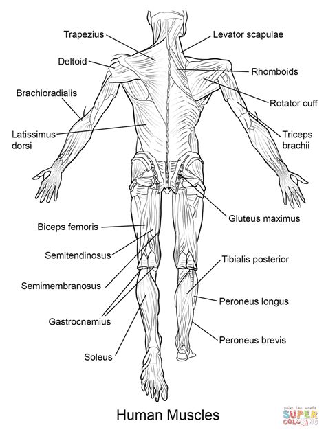 Back view of muscles, skeleton, organs, nervous system. Muscle Coloring Page - Coloring Home