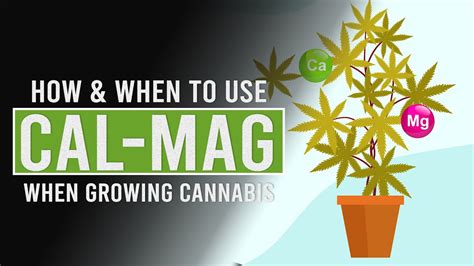 How And When To Use Cal Mag Youtube