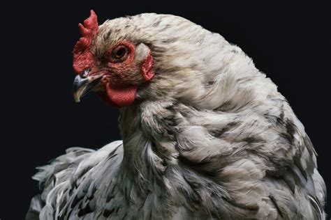 Chicken Molting What To Know And How To Help Your Chickens