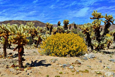 Southeastern california's joshua tree national park was created as a national park in the u.s. Cholla Garden Of Joshua Tree National Park Photograph by ...