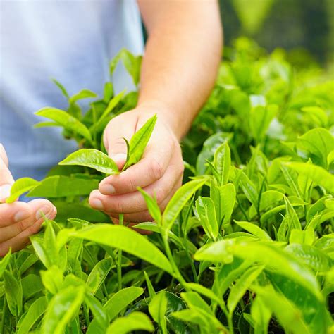 Tea Plant Live Plant Green Tea Camellia sinensis | Etsy
