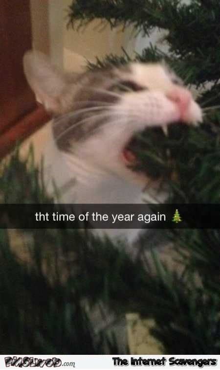 23 Holiday Animal Memes As A Forewarning Of Whats To Come