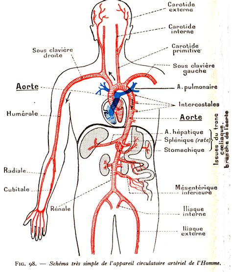 Anatomie Et Physiologie Cardiaque Guide Ide