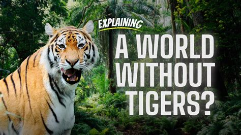 What Happens If Tigers Go Extinct Cgtn