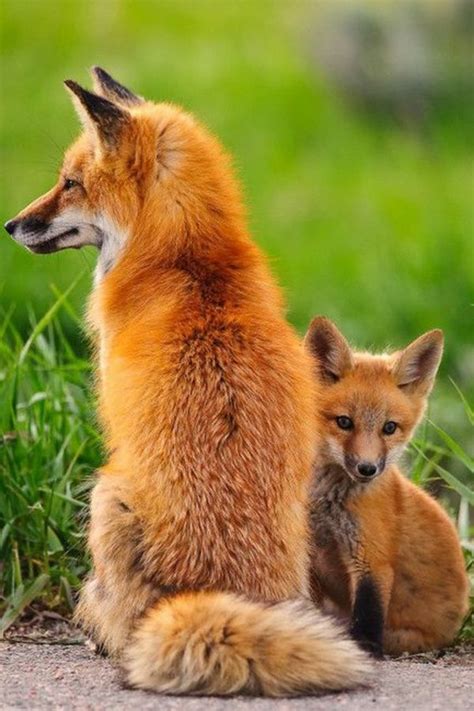 Süße linie symbol fuchs gesicht cartoon malvorlage fuchs fuchs gesicht malvorlage fuchs malen online finden sie eine vielzahl an wunderschönen fuchs malvorlage welche sie einfach und bequem. Baby Fuchs Bilder - Vorlagen zum Ausmalen gratis ausdrucken
