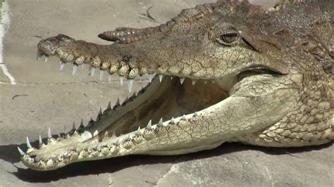 Australian Freshwater Crocodile, Johnston's Crocodile (Crocodylus johnsoni) / Australien ...