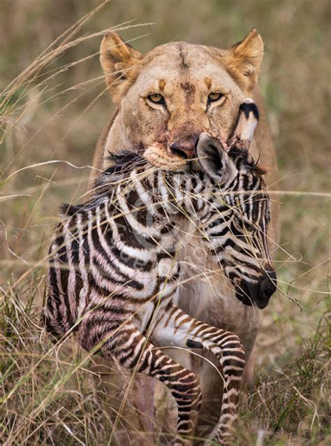Lion And Zebra Prey Jon Martin Photography