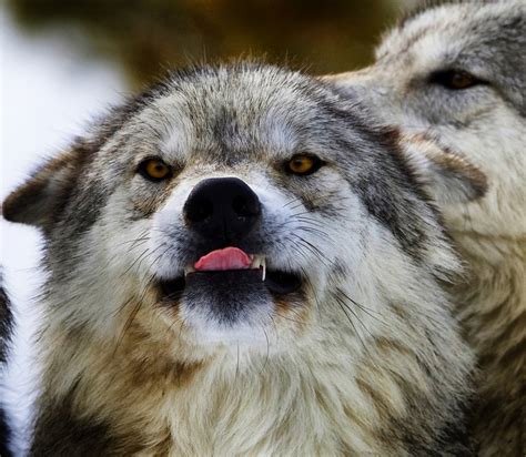 Hungry Wolf Jeremy Weber Flickr