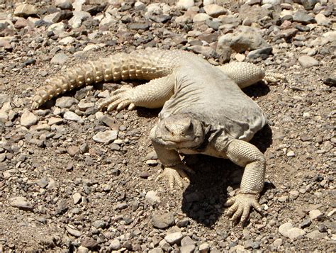 5 Interesting Facts About Egyptian Spiny Tailed Lizards Haydens