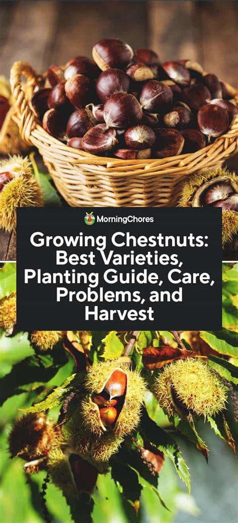 Chestnut Tree Varieties Planting From Seeds Care Problems And Harvest