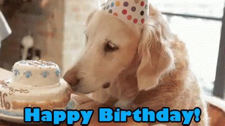 Long live the internet and happy birthday memes! 101 Funny Happy Birthday Dog Memes for Paw Lovers Everywhere