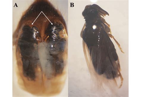 A Dorsal View Of Gaster Of A Female Bee Of Andrena Milwaukeensis With