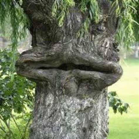 78 Best Images About Odd Shaped Trees On Pinterest Wisteria