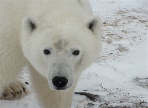 Polar Bear Tundra Adventure Happy Trails Tours