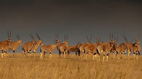 Play bing quiz with our unique quizzes available in various niches! Oryx Herd - Bing Wallpaper Download