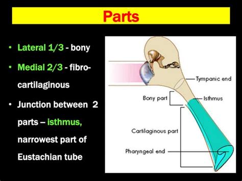 Anatomy And Physiology Of Eustachian Tube Ppt