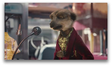 My Campaignings Compare The Meerkat