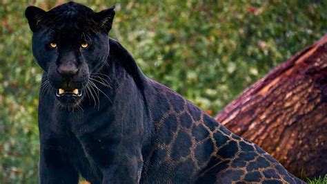 Images Of Gorgeous Black Jaguar Named Neron Will Make You Go Wow Seen