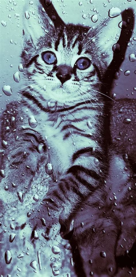 Rain Drops Kitten Wallpaper By 1artfulangel Download On Zedge 10ec