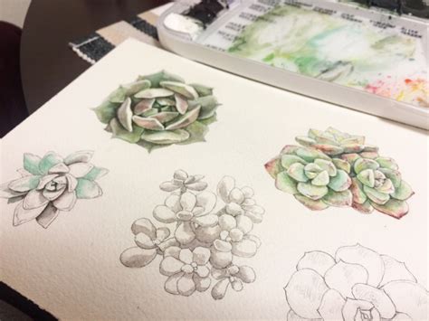 Watercolor Cactus Drawing Watercolor Painting