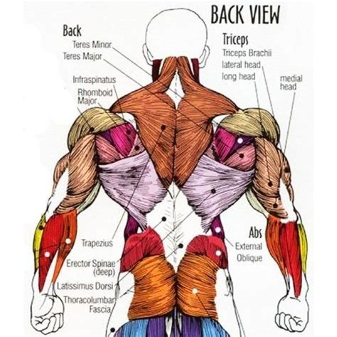 Anatomy Of The Back Bodybuilding Muscle Anatomy Anatomy Body Anatomy