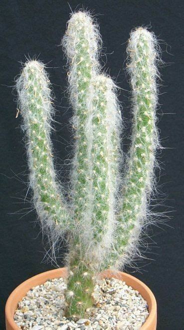 And that beast that seems to be both physical and yet not over there in the trees! Pin de Tan Wilson em Cactus | Suculentas, Cactos, Jardinagem