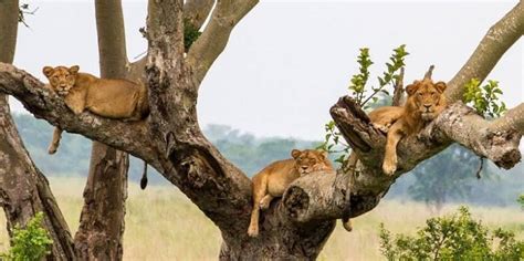 Tree Climbing Lions In Queen Elizabeth National Park