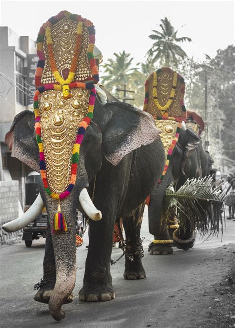 Elephants On Parade Costumed In Colourful Headdresses For The Elephant