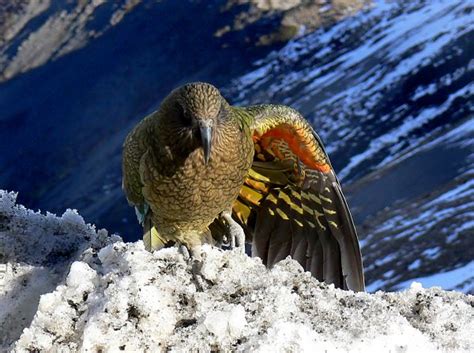 Free Images Nature Snow Bird Wildlife Beak Alpine Fauna Close