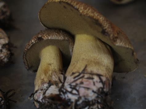 Colorado Bolete Is It Edible Mushroom Hunting And