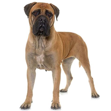 28 Of The Biggest Dog Breeds In The World Ph