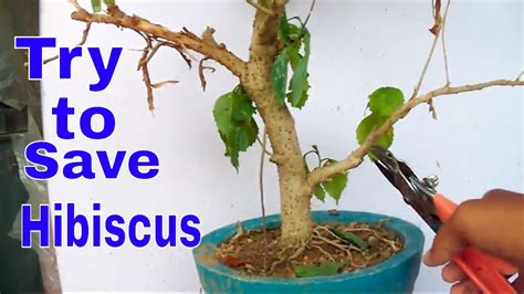 The appearance of liverwort on the soil means either poor drainage or overwatering. 35+ Latest How To Revive A Dying Bonsai Tree | Pink Wool