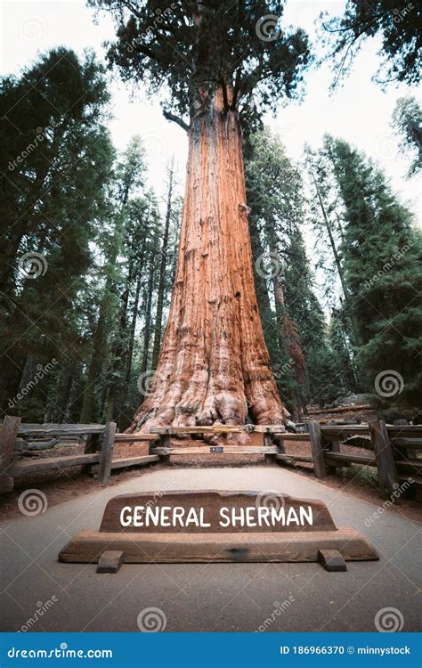General Sherman Tree The World`s Largest Tree By Volume Sequoia