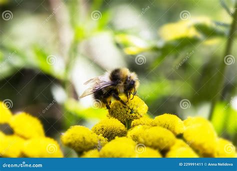 A Bumblebee Exploring A Grass Flower Tanacetum Vulgare A Honey Bee On